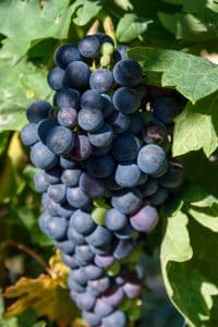winery tour in france and spain in motorhome hire